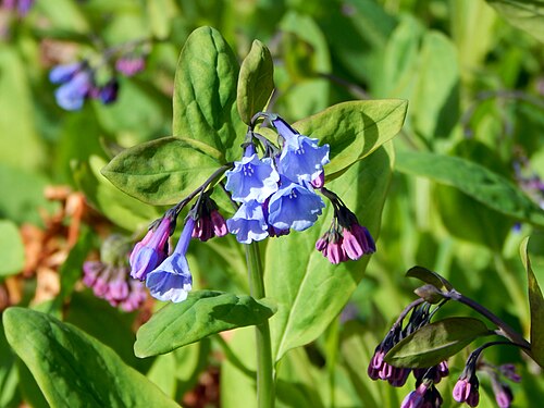 Virginia Bluebell