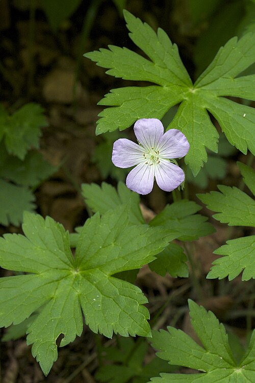 Wild Geranium