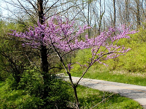 Easern Redbud