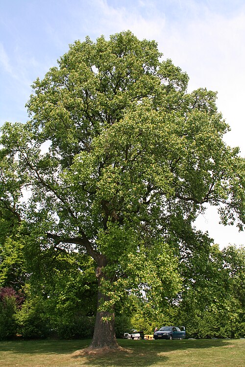 Tulip Poplar